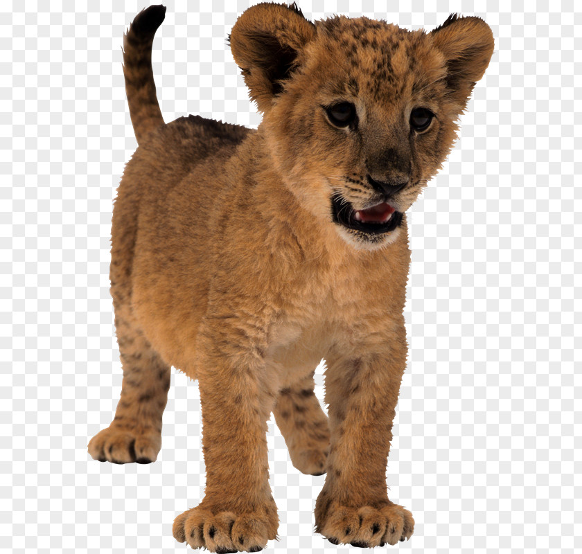 Lion Tiger Clip Art PNG
