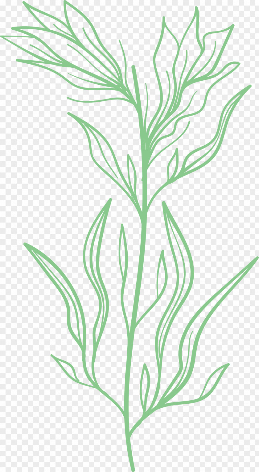 Simple Leaf Drawing Outline PNG