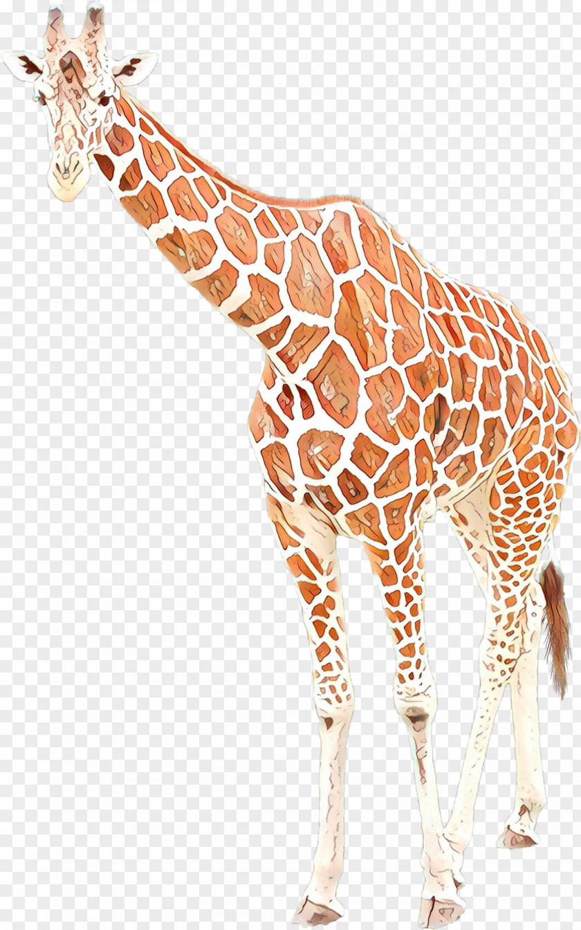 Tail Fawn Giraffe Cartoon PNG