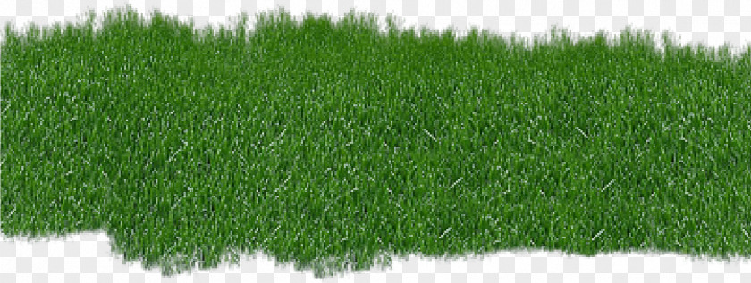 Grass Green Lawn Plant Family PNG