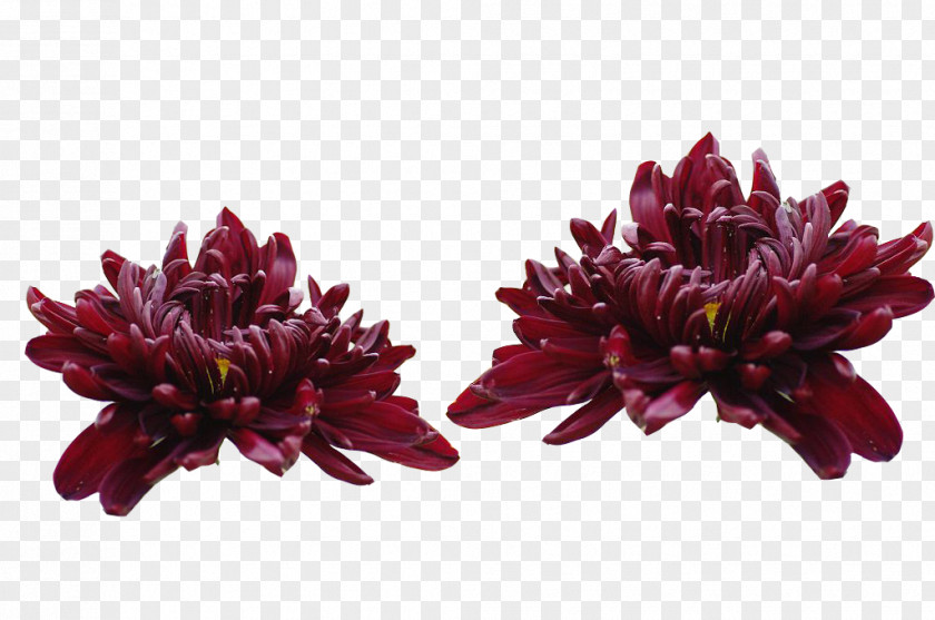 Mexican Wine Sets Of Cars Chrysanthemum Xd7grandiflorum Purple Flower Inkstick PNG