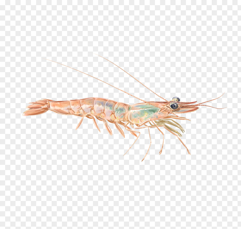 Prawns Caridean Shrimp Krill Crustacean PNG Crustacean, clipart PNG