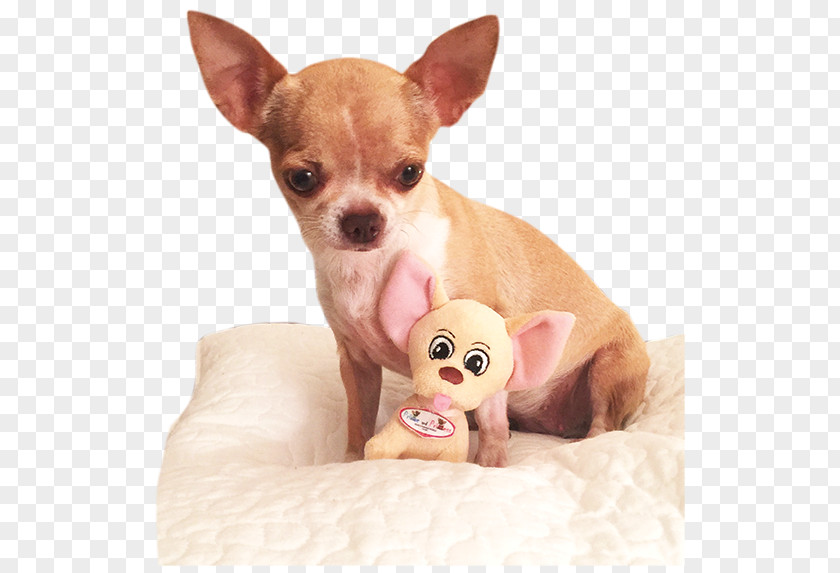 Puppy Chihuahua Russkiy Toy Prince And Princess Dog Breed PNG