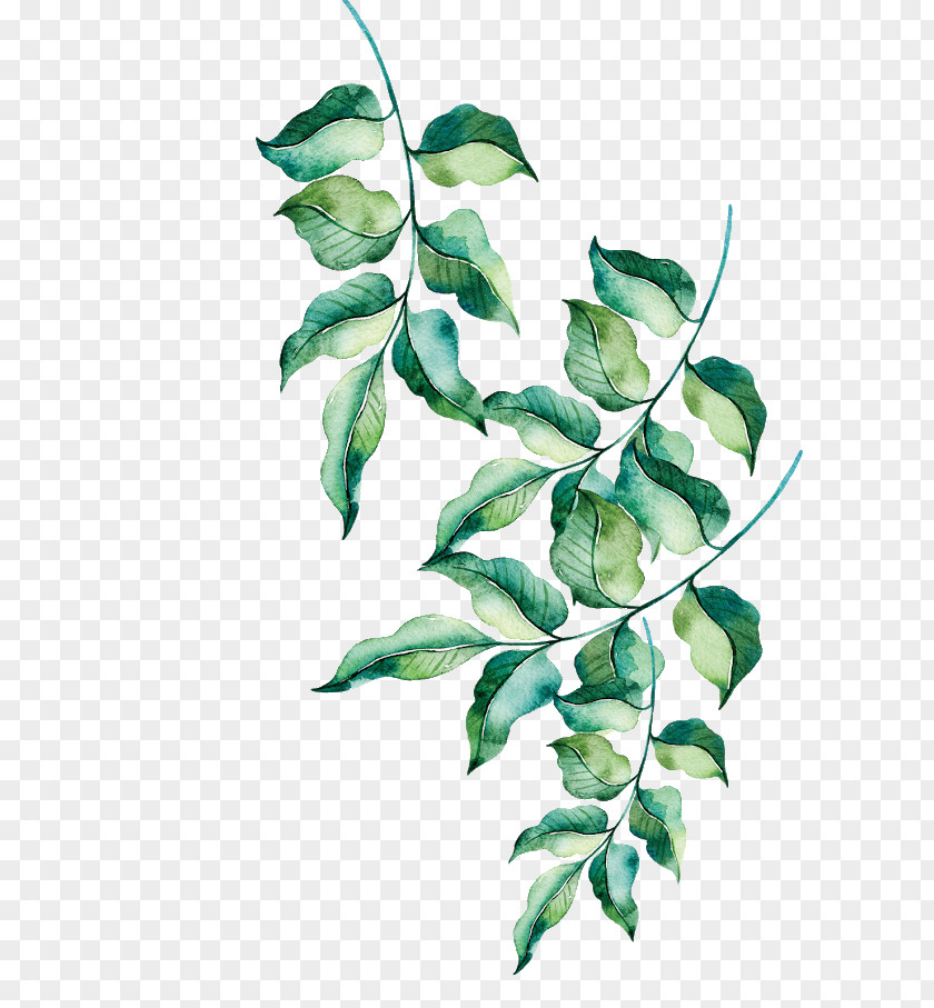 Vines Green Leaves Watercolor Painting Clip Art Image PNG