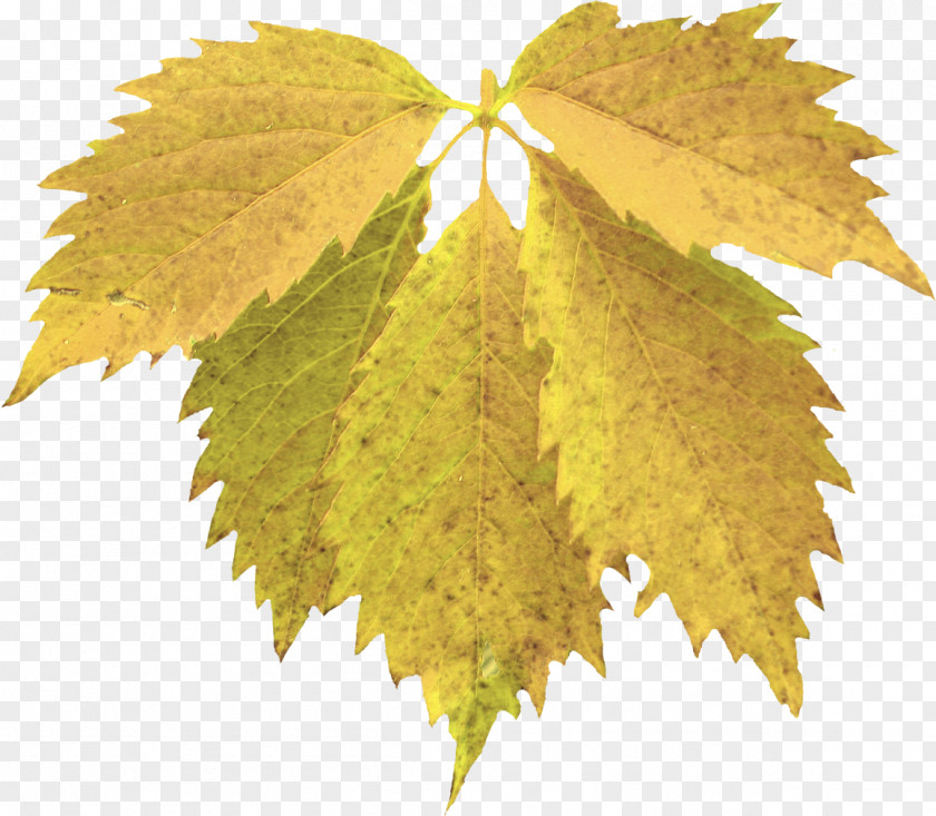 Forest Walk Grape Leaves Maple Leaf Grapevines PNG