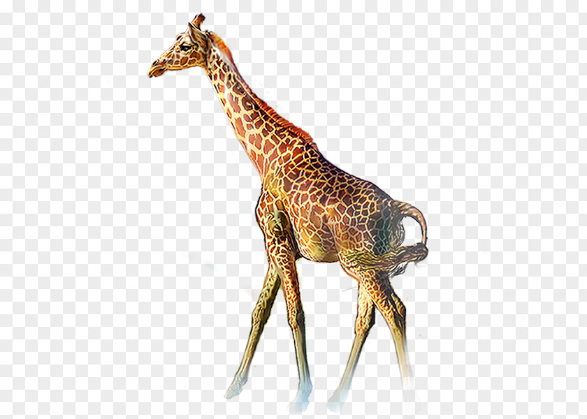 Giraffe Northern Animal Clip Art PNG