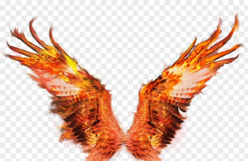 Grail Design Element Fire Wings Sacramento Image Clip Art Firebird PNG