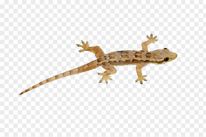 Lizard Gecko Pig Swine Influenza Animal PNG