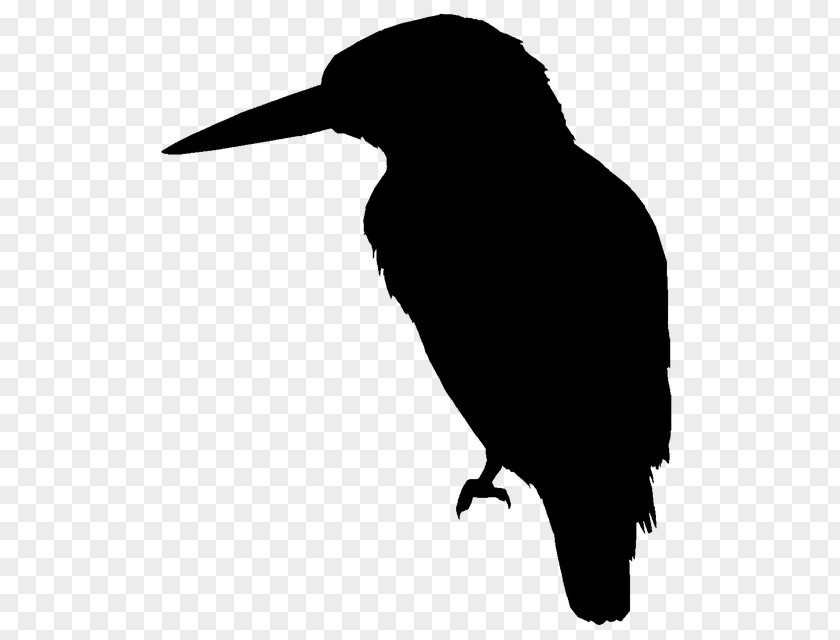 Stencil Piciformes Bird Silhouette PNG