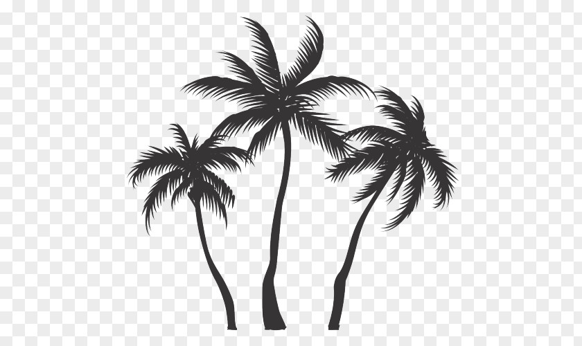 Coconut Vector Graphics Clip Art Asian Palmyra Palm PNG