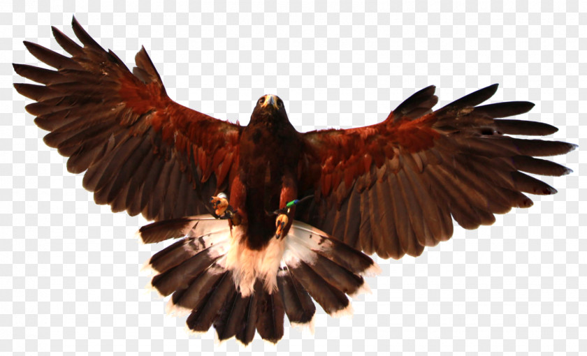 Eagle Bird Of Prey Bald Owl Hawk PNG