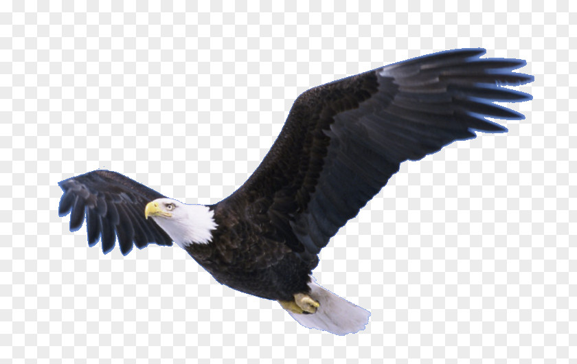 Flying Eagle Transparent Neversink Reservoir Bald Bradley Bird PNG