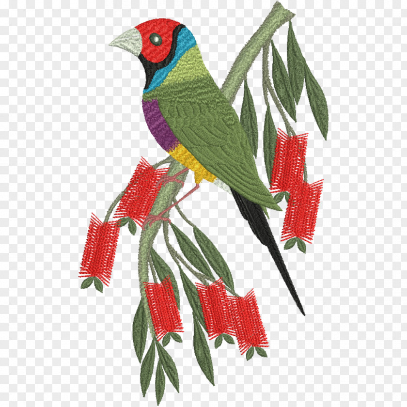 Parrot Budgerigar Bird Loriini Beak PNG