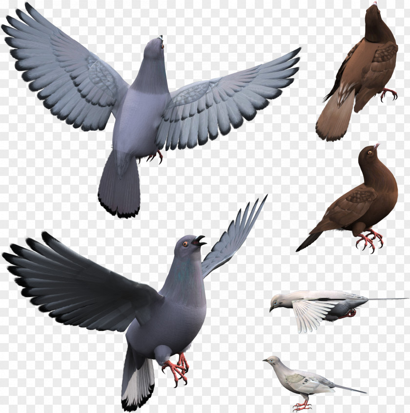 Pigeon Pigeons And Doves Stock Dove Bird Domestic Release PNG