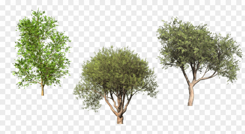 Pine Leaves Tree Shrub Digital Image Clip Art PNG