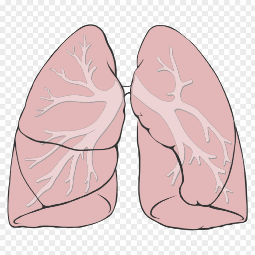 Respiratory Lung System Anatomy Tract Diagram PNG
