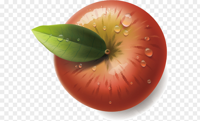 Vector Apple Illustration PNG