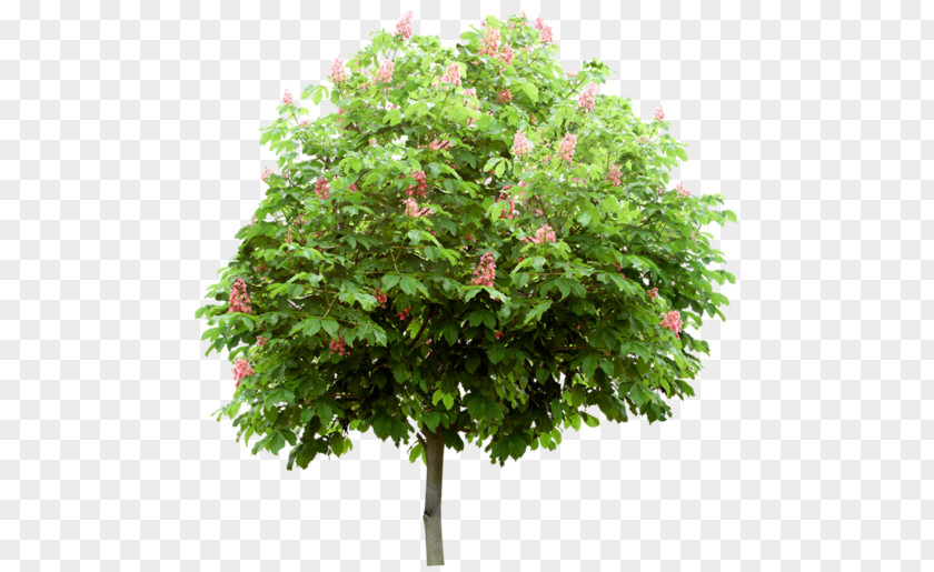 Verdure Branch Tree Mediterranean Cypress Shrub Leaf PNG