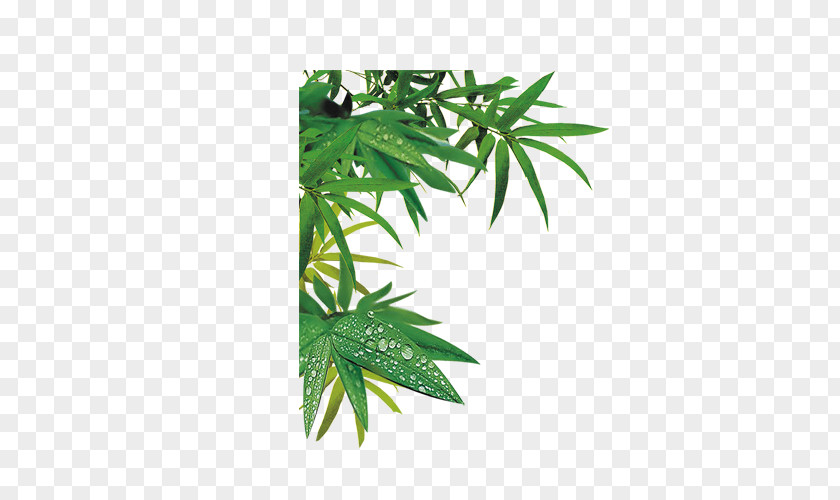 Bamboo Leaves Download Bamboe PNG