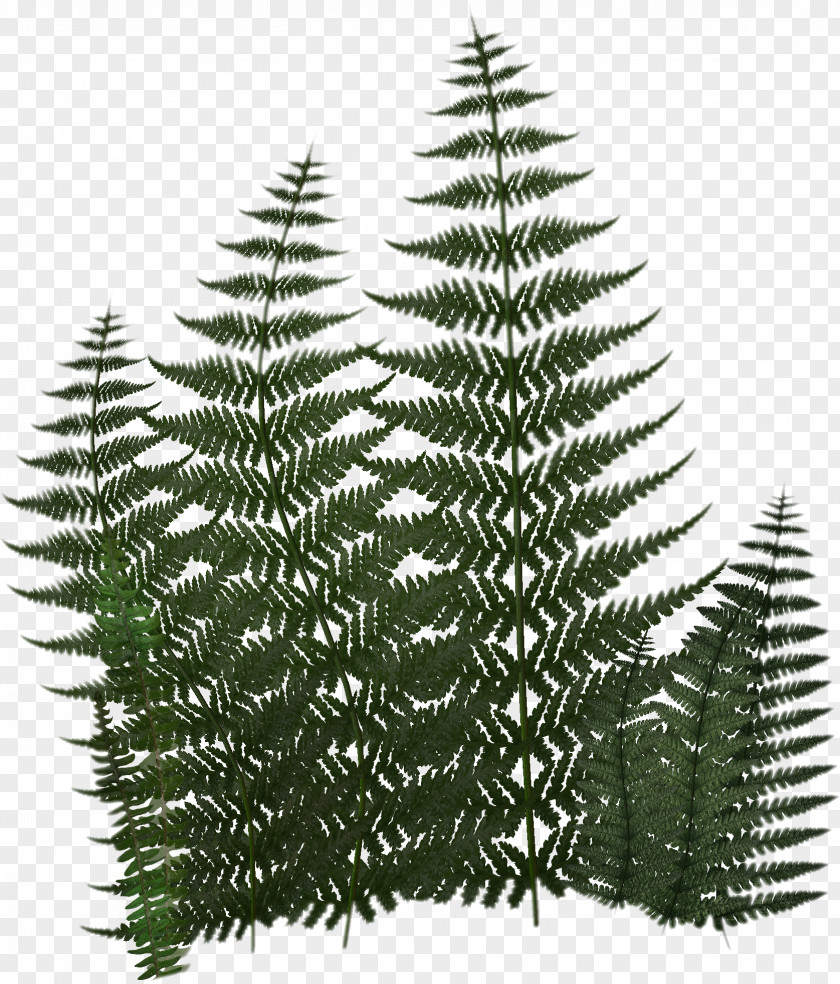 Ferns Vascular Plant Fern Digital Image Clip Art PNG