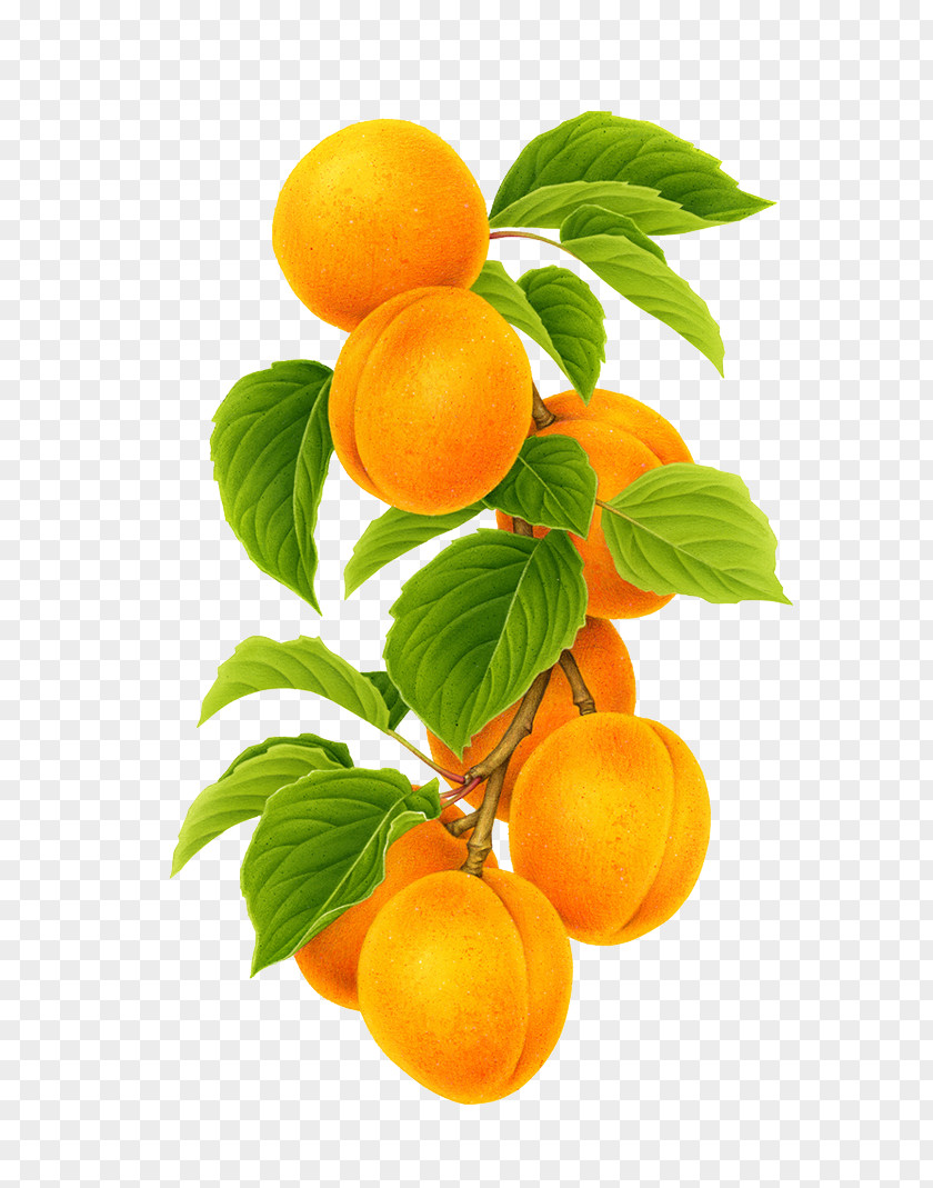 Hand-painted Apricot Clementine Mandarin Orange Fruit PNG