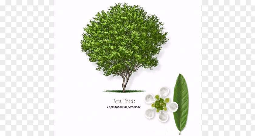 Tea Tree Oil Narrow-leaved Paperbark Essential Leptospermum Petersonii PNG