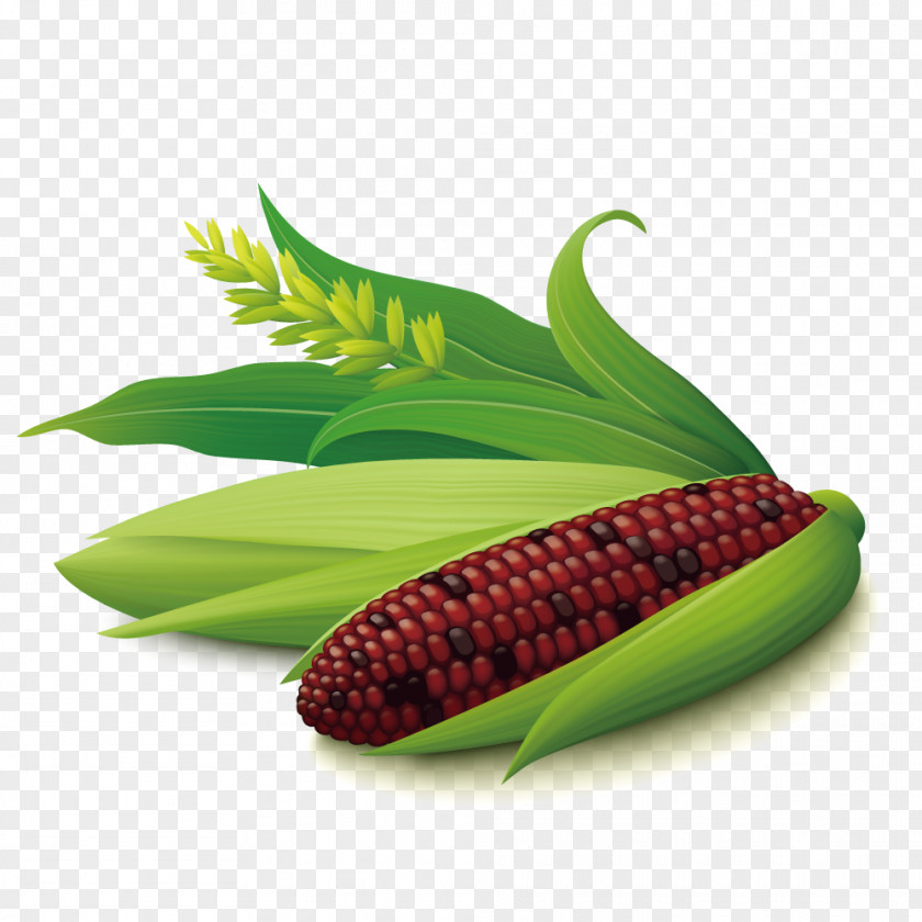 Vector Purple Corn On The Cob Maize Euclidean PNG