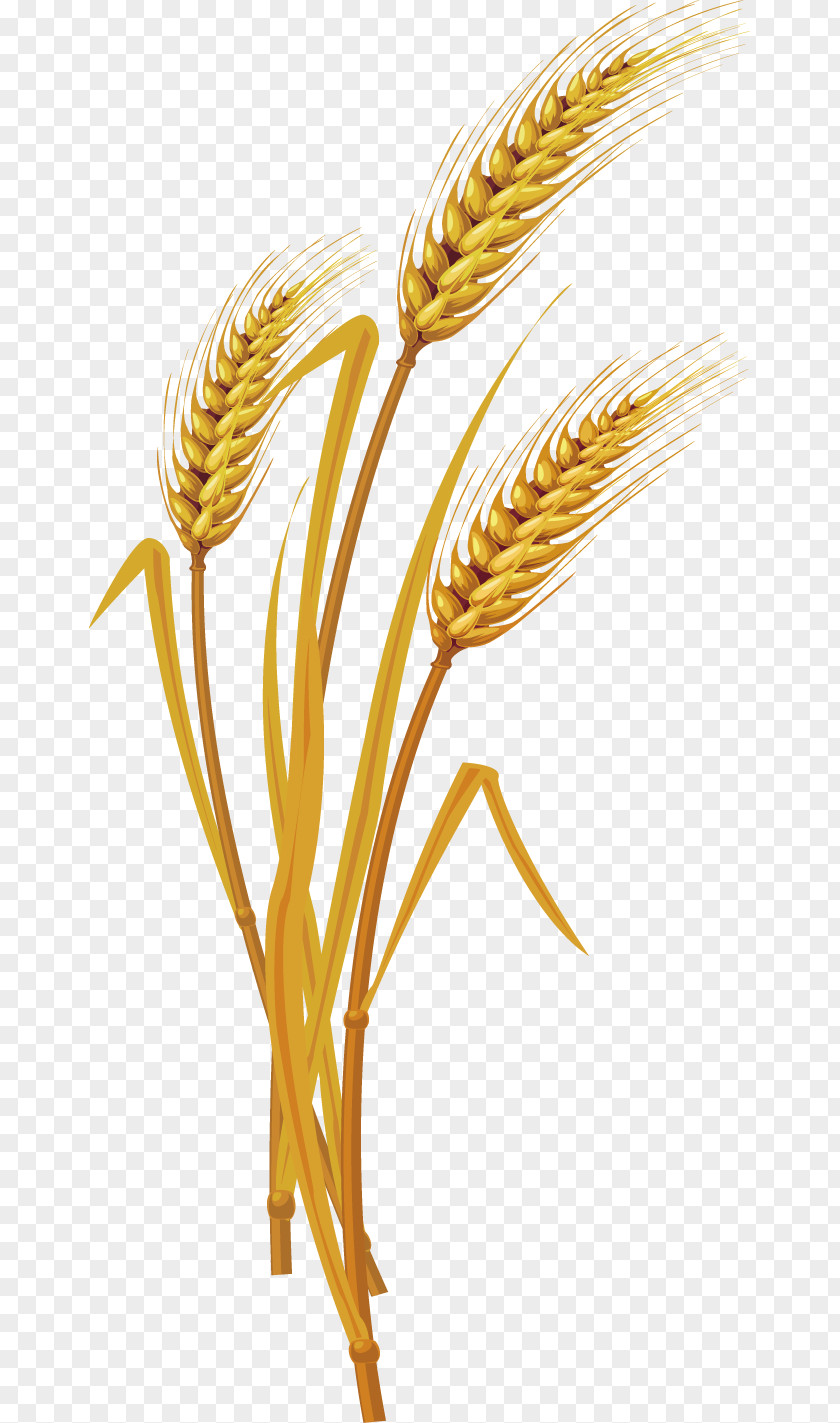 Vector Wheat Creative Design Large Diagram Euclidean Vecteur PNG