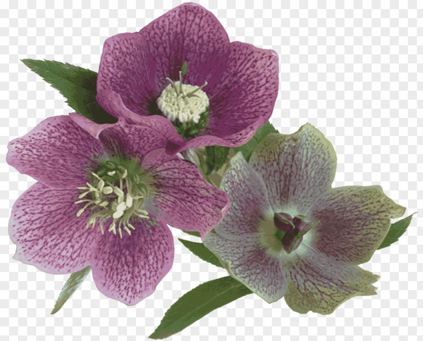 Flower Farm Dendrobium Herbaceous Plant PNG