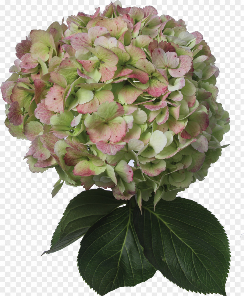 Hydrangea Cut Flowers Plant Color PNG