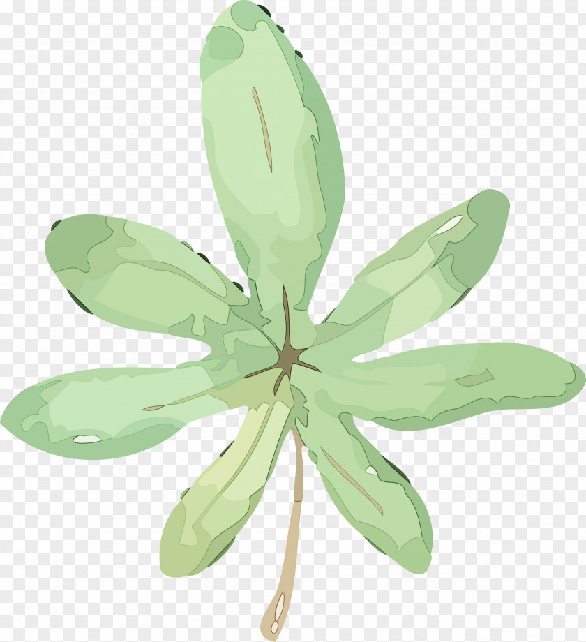 Leaf Plant Stem Petal Flower Plants PNG