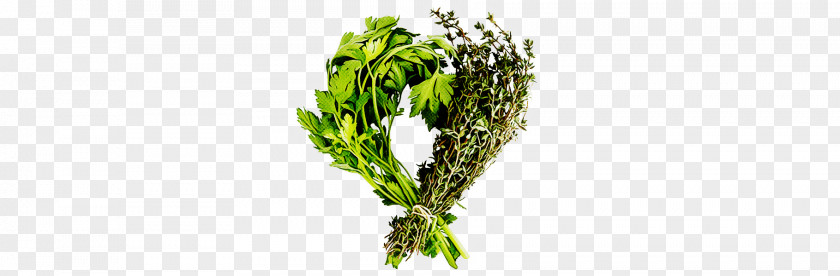 Plant Leaf Flower Grass Herb PNG