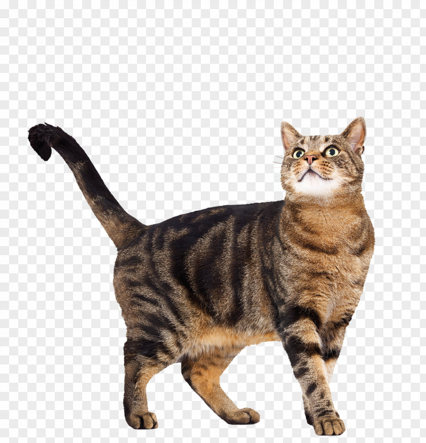 Cat Dog Learning Pet Teacher PNG