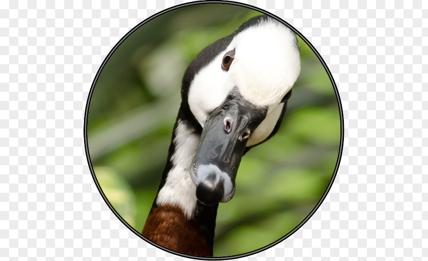Cute Duck Domestic Goose Bird Canada Greylag PNG