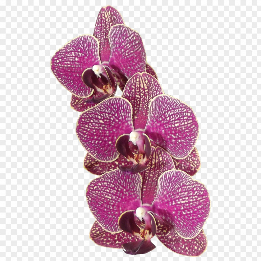 Orchid Moth Orchids Flower Plant PNG