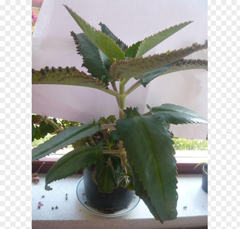 Plant Bryophyllum Daigremontianum Houseplant Succulent PNG