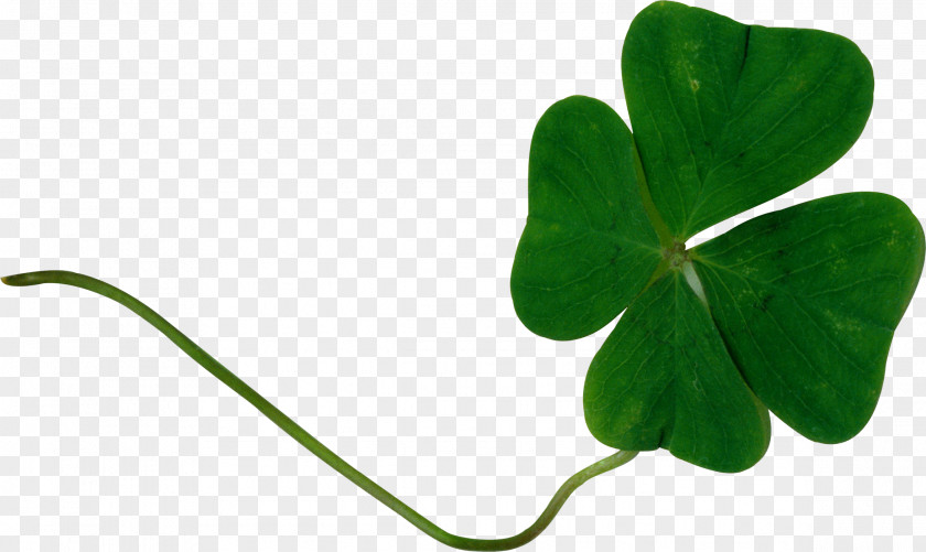 Saint Patrick Patrick's Day Graphic Design Shamrock PNG