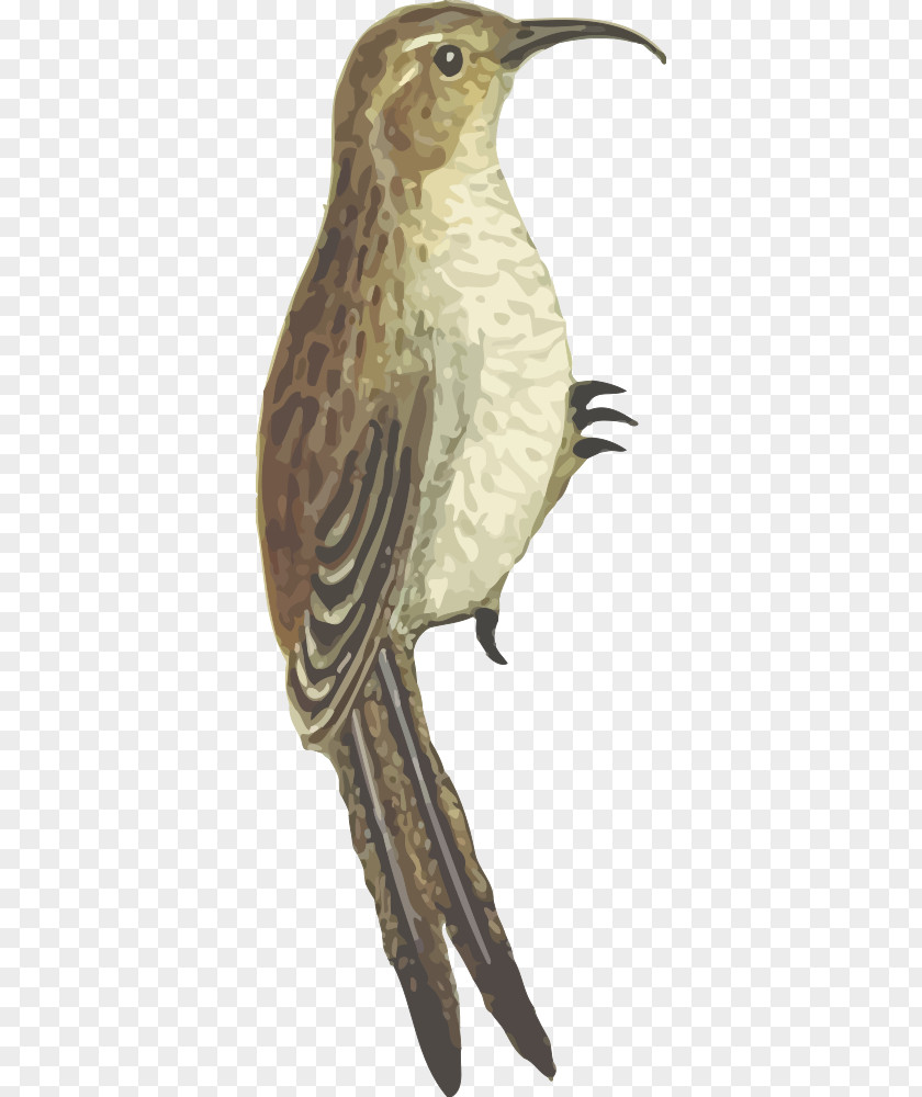 Bird Flight Beak Nest PNG