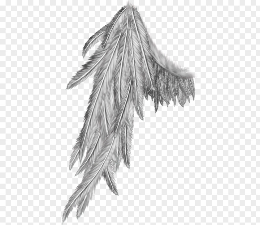 Black Angel Wing And White PNG