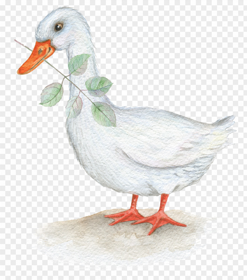 Ducks And Leaves Illustration PNG