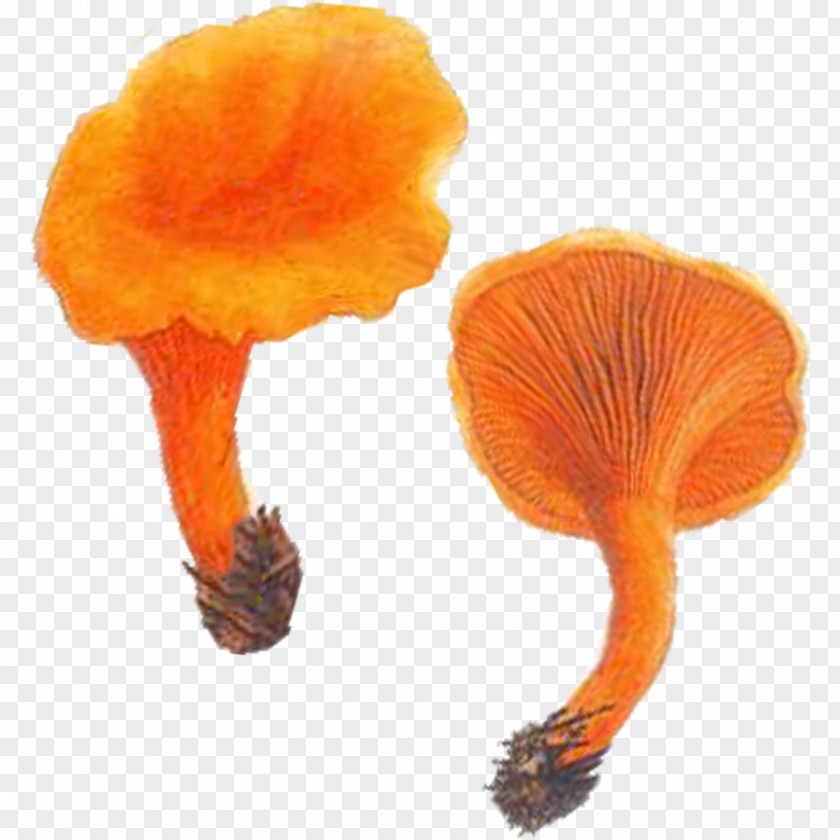 Filmpolitiet Edible Mushroom Chanterelle Hygrophoropsis Aurantiaca Fungus Suillellus Luridus PNG