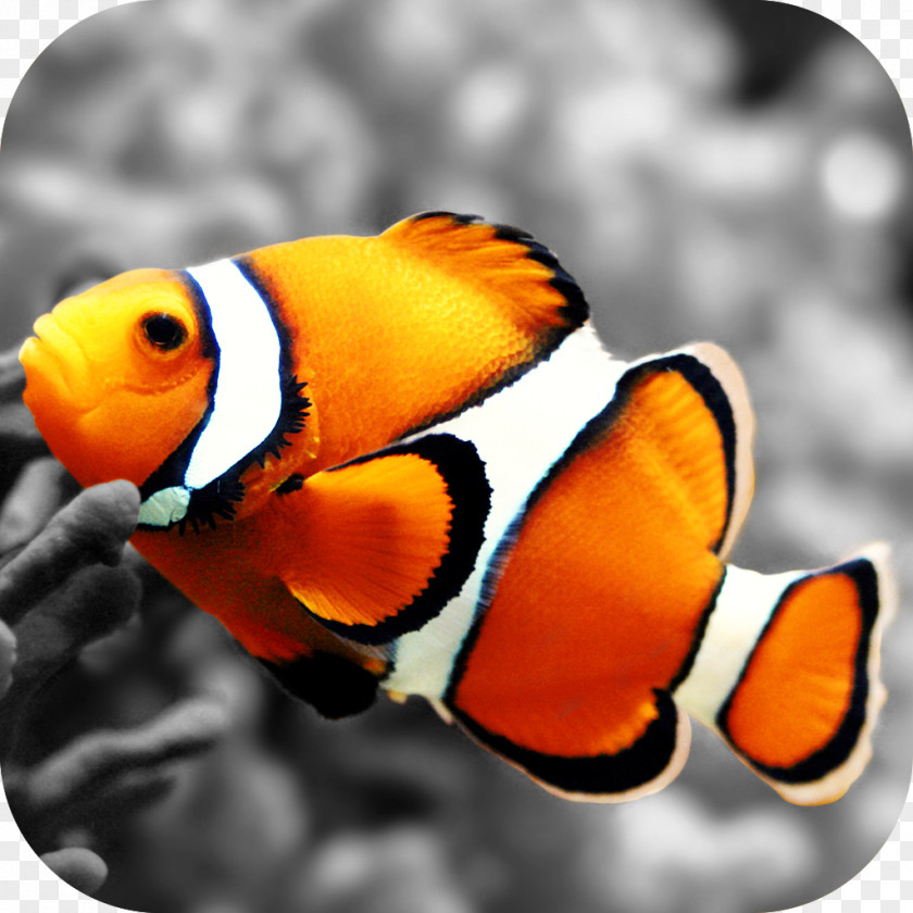 Fish Clownfish Nemo Desktop Wallpaper PNG