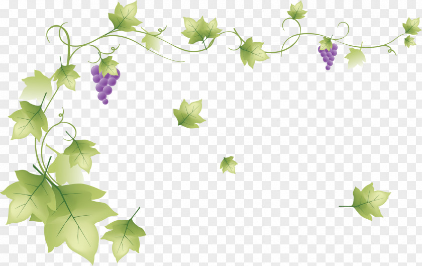 Grape Presentation Vine Computer Software PNG