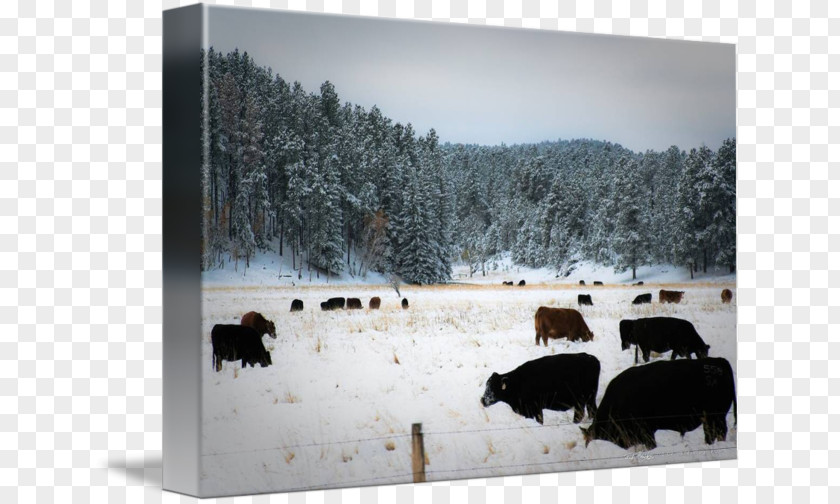 Grazing Cattle Snow Winter Tree Freezing PNG