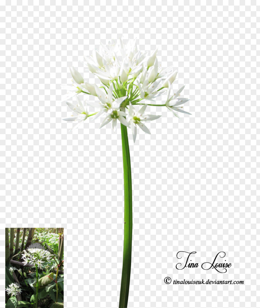 Plant Cut Flowers Stem Flowering PNG