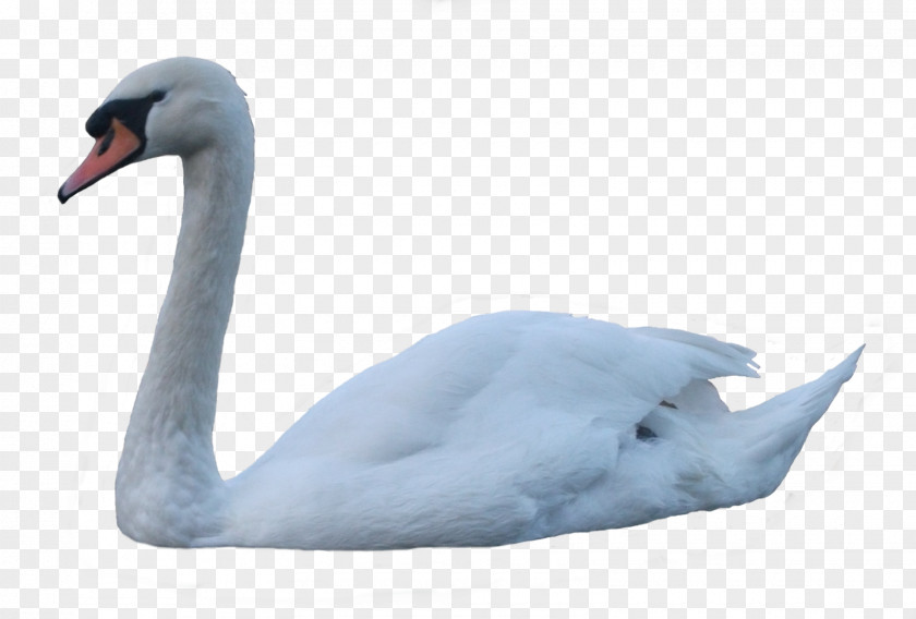 Swan Pic Duck Beak Feather Neck PNG