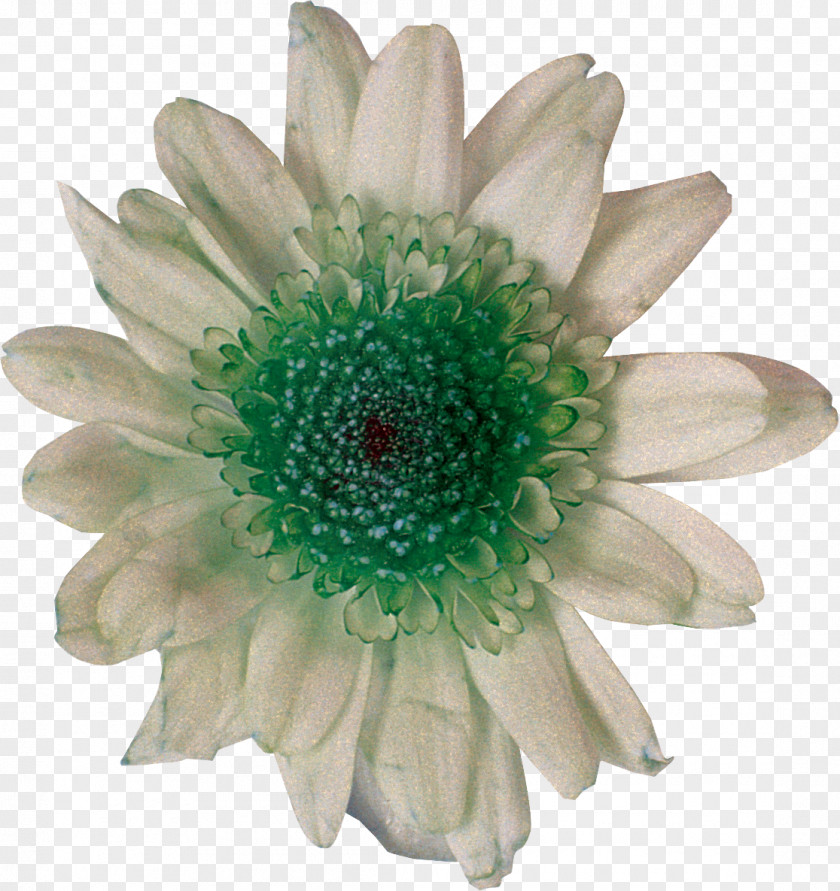 Chrysanthemum Cut Flowers Daisy Family Photography White PNG