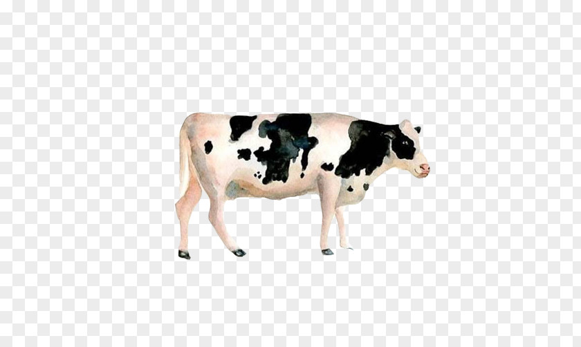 Cows Pasture Stock Image Dairy Cattle Calf Watercolor Painting PNG