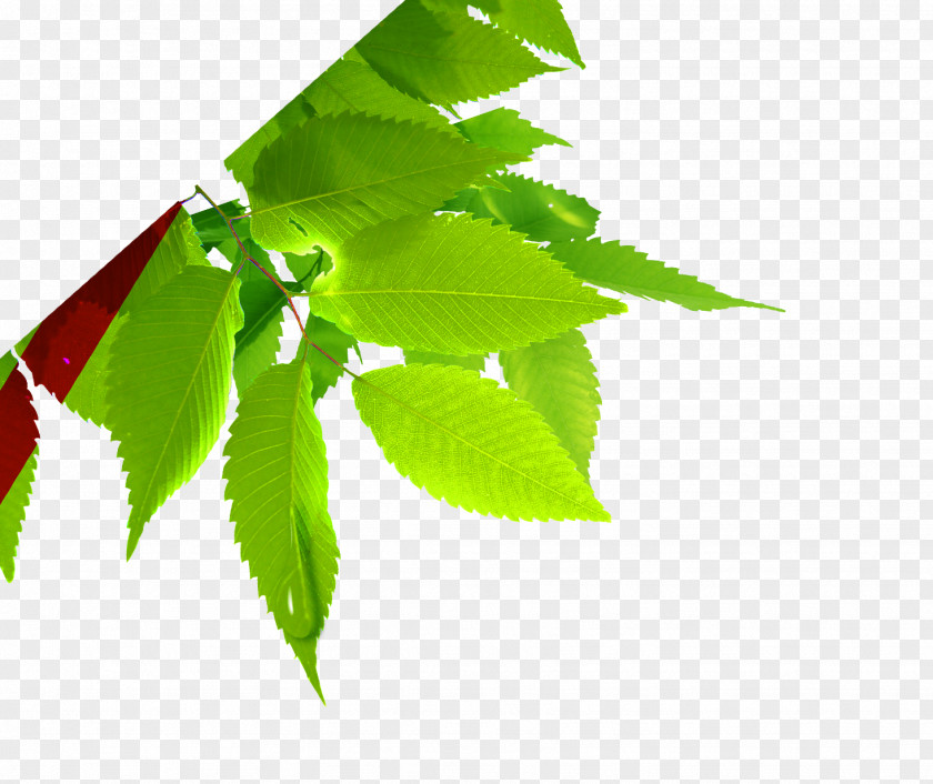 Leaves Leaf Plant Green PNG