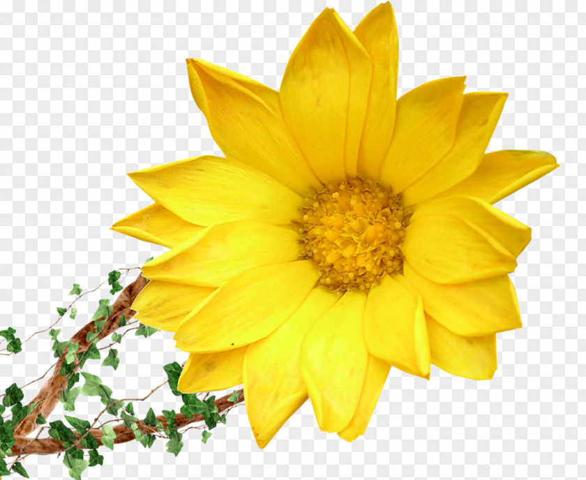 Sunflower Flower Bouquet Yellow Floristry Clip Art PNG